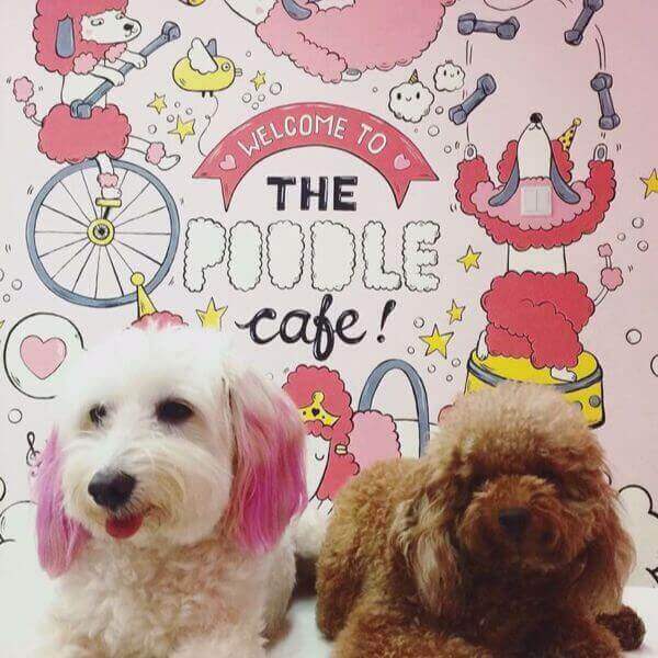 (已失效)Singapore First Themed Pet Cafe For Sale