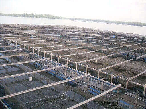 Live Seafood farm
