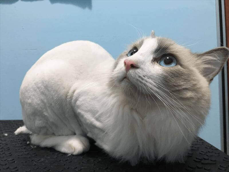 (Urgent) Pet Grooming Shop For Take Over! Suitable For Start Up