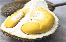 (已失效)PENANG Balik Pulau durian farm offer! Below market price! 15acres !