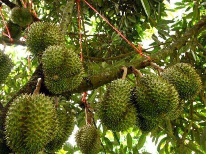 (已失效)Own Your Very Own Durian Tree (Yearly Returns Up To 30%)