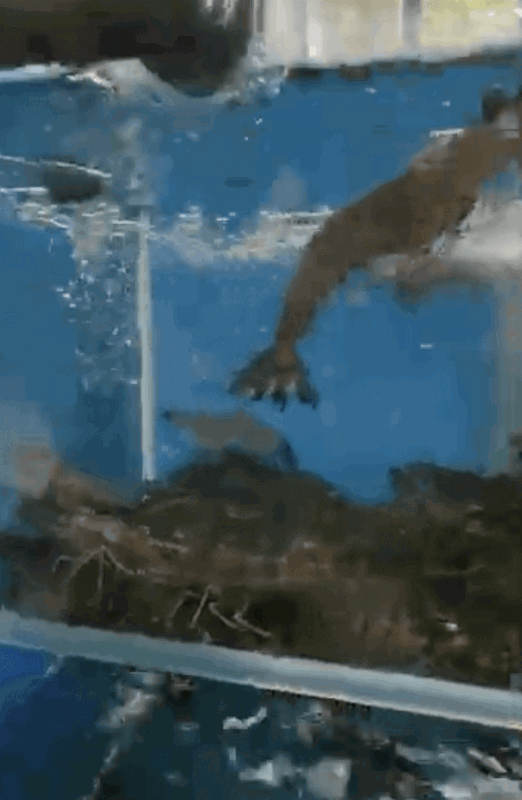 (暂停)PROFITABLE Live Prawn Noodle Stall For Takeover