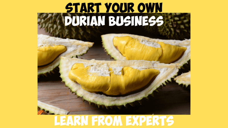 (已失效)Starting Your Own Durian Business? Learn From The Experts!