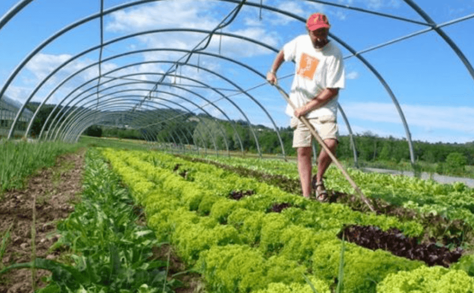 (已成交)High Profit Margin With Strong Branding Organic Farm Business