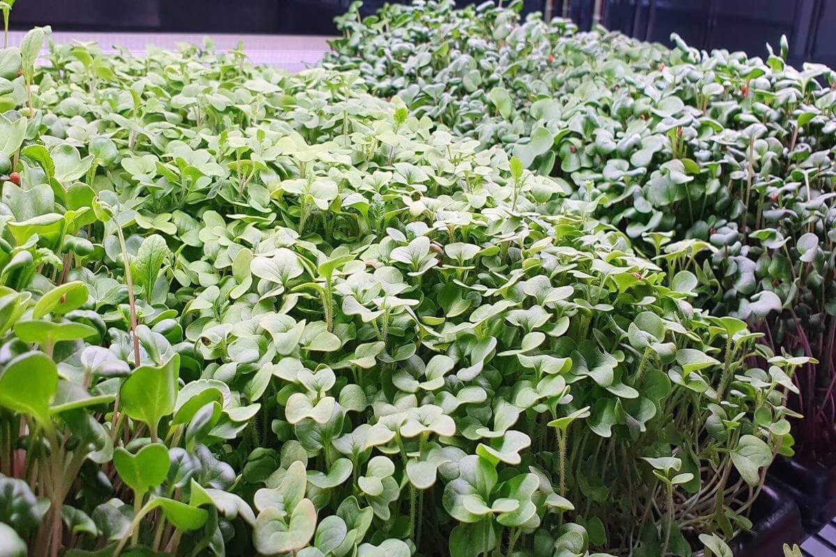 Indoor Microgreens Farm For Takeover