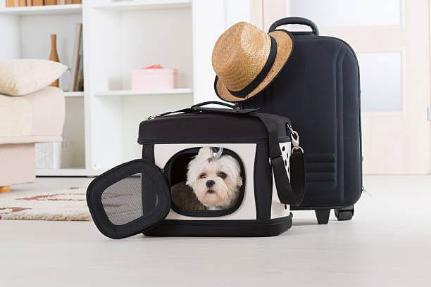 (暂停)Acquire A Thriving Pet Carrier Company With Global Reach!