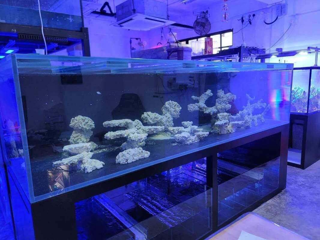 (已失效)Profitable Fully Equipped Marine Fish Business For Takeover (Aquarium)