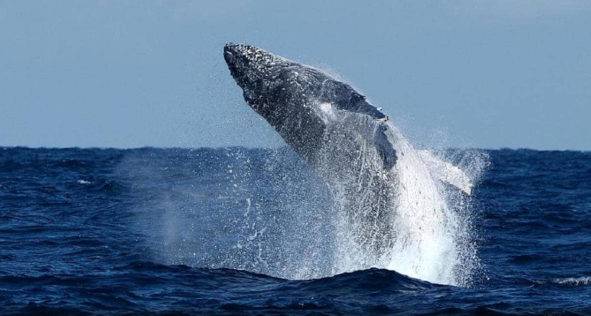 PRICE DROP. Café & Takeaway, Brilliant Position. Open to Offers