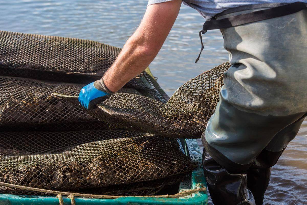 Harvest Success With Australia's Premier Aquaculture Cultivation Equipment Supplier