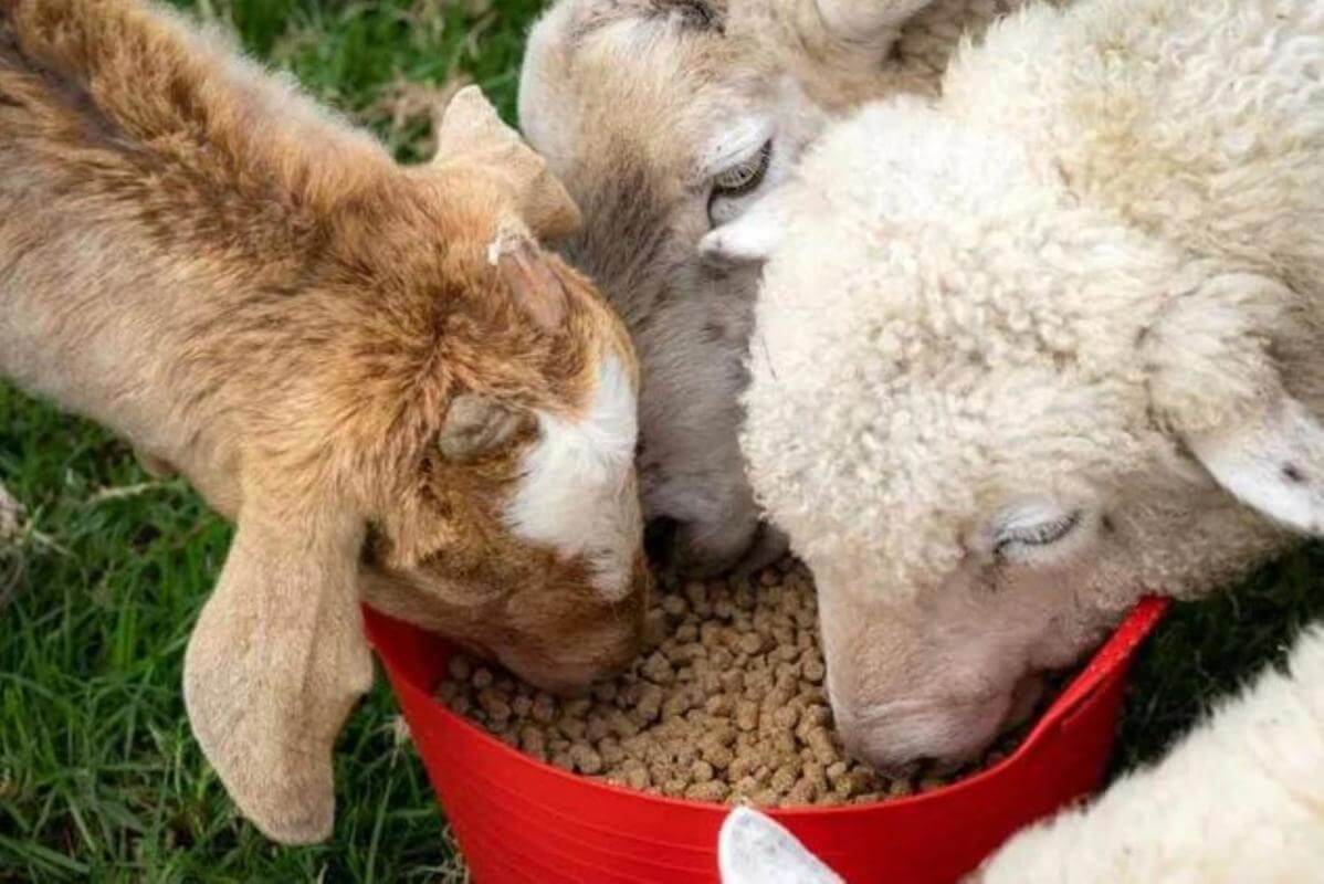 MASSIVE PRICE DROP Retail Produce & Farm/Rural Supplies, Under Management, Mid-North Coast