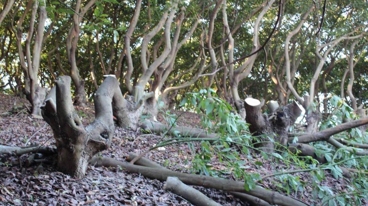 Jim's Tree lopping. Huge amount of work.