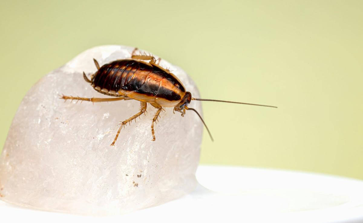 FOR SALE: Bespoke Pest Control Business  Victorian High Country (North-East Victoria)