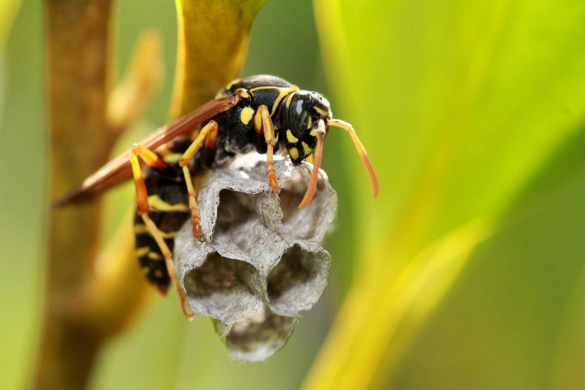FOR SALE: Bespoke Pest Control Business  Victorian High Country (North-East Victoria)