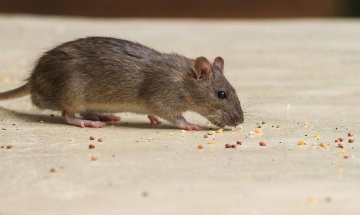 Bespoke Pest Control Business  Victorian High Country (North-East Victoria)