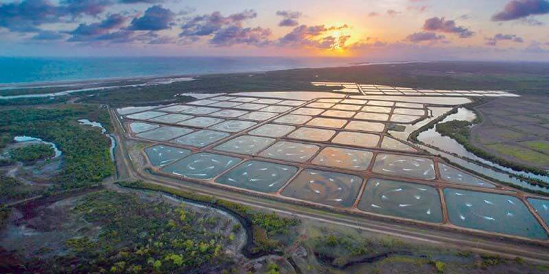Johor Prawn Farm (will assist to IPO on SGX Catalist) 柔佛养虾场 (可协助操盘到新交所SGX上市) 