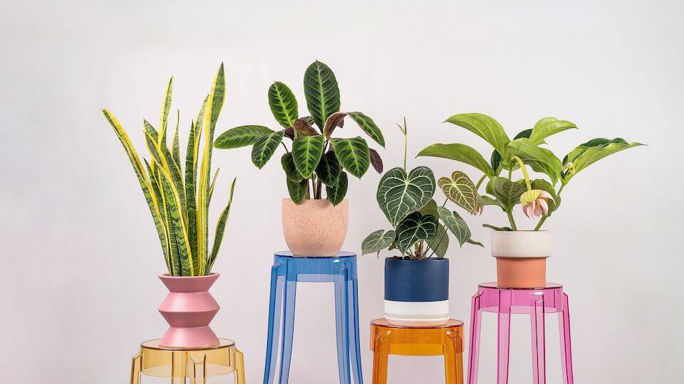 (已失效)Profitable Online Garden Store – S$500K To S$1M