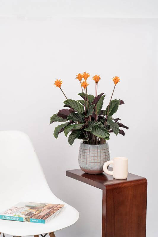 (已失效)Profitable Online Garden Store – S$500K To S$1M