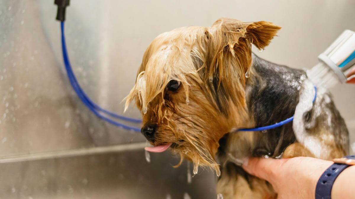 Pet grooming and Doggy daycare business - Sydney, strong team and profitable