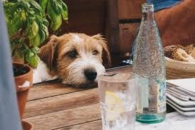One Of Singapore's Pioneering Pet-Friendly Restaurant