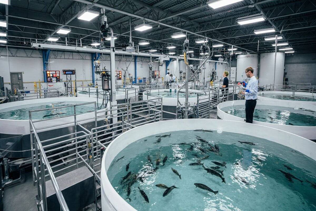 Indoor Automated Fish Farm - Running Production, Ready to Scale Output