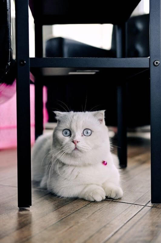 Cat Cafe Looking For Investor / Partner To Open Cat Cafe In Thailand