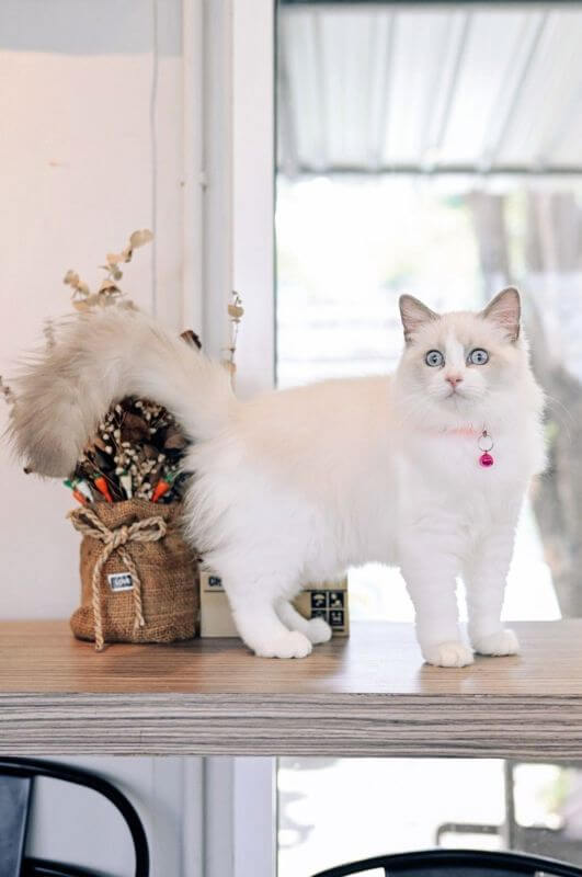 Cat Cafe Looking For Investor / Partner To Open Cat Cafe In Thailand