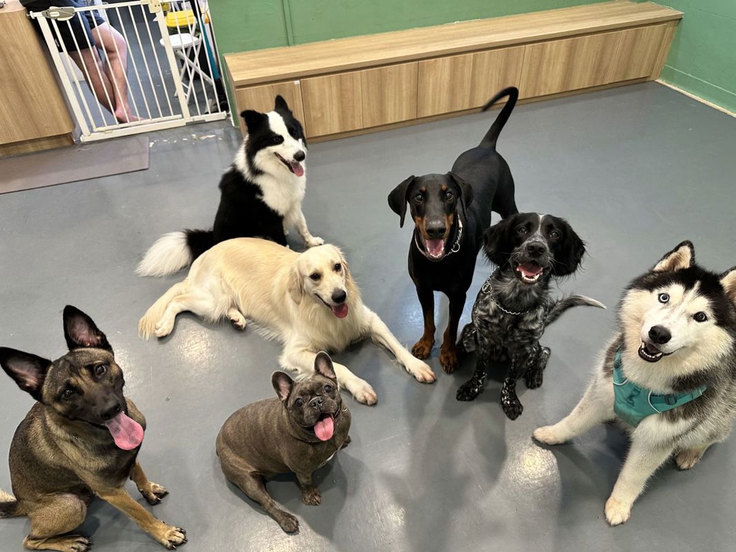 Profitable Pet Daycare, Boarding, Grooming (Toa Payoh / Thomson)