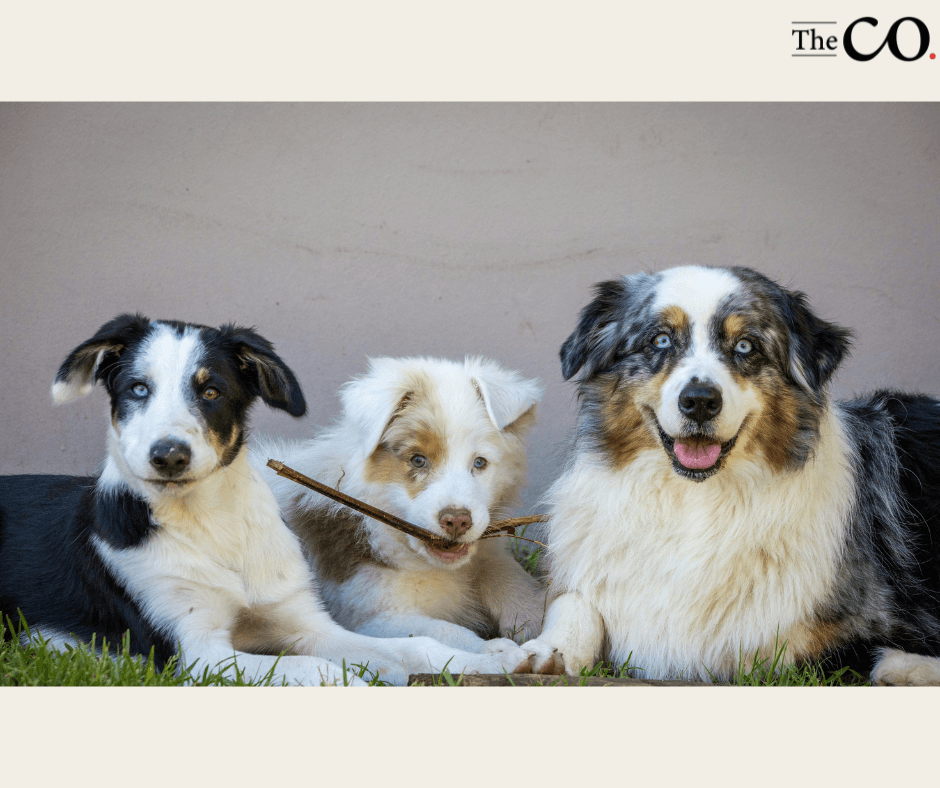 Pet Daycare & Grooming Business For Sale In The East