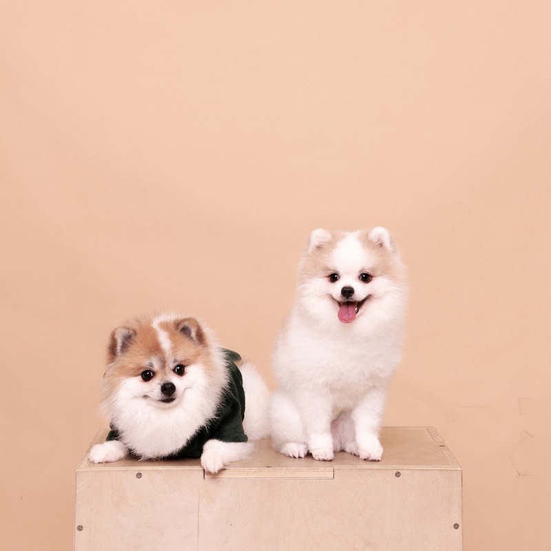 Pet Photography Studio For Takeover | 5 Star On Google | Profitable | Prime Location | $60K