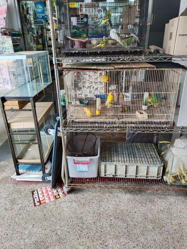 Pet Cum Bird Shop
