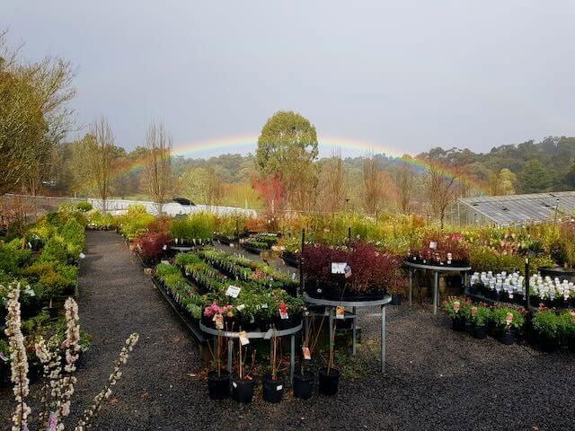 Established Retail Nursery – Emerald | Tree Change Opportunity