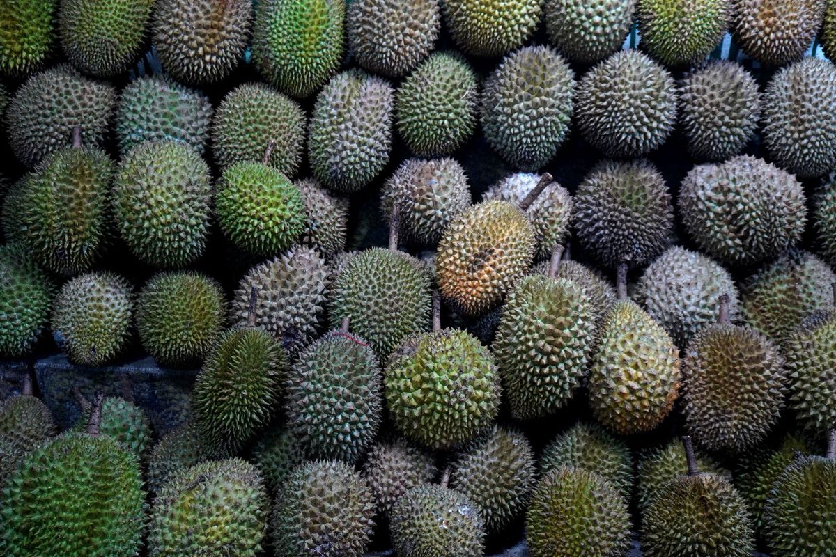 Premium Durian Retail, Online & Corporate Events Business