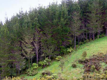 (已失效)NZ Agriland & Forest Compant Looking For Investors