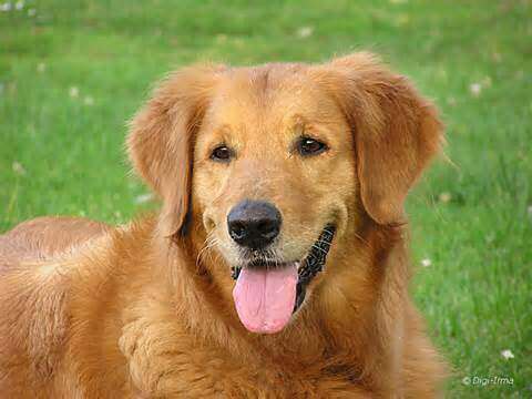 Online Pet Food Business For Sale - Easy With No Experience Needed