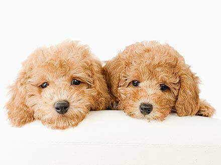 Profitable Pet Shop(Puppy) For Sale
