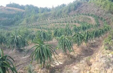 Great Potential Yield Sarawak Bintulu 30 Acres Of Dragon Fru