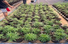 Weed Plantation And Cannabis Shop Looking For Investor