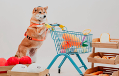 Trendy New Pet-Friendly Photo Studio For Takeover