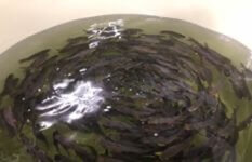 Indoor SFA Licensed Food Fish Farm in Singapore