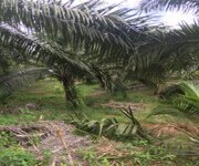 油棕园出售 image 2