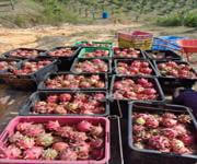 Great Potential Yield Sarawak Bintulu 30 Acres Of Dragon Fruit Farm For Sale 砂劳越民都鲁30 英亩火龙果园出售 image 2