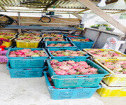 Great Potential Yield Sarawak Bintulu 30 Acres Of Dragon Fruit Farm For Sale 砂劳越民都鲁30 英亩火龙果园出售 image 3