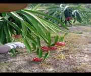 Great Potential Yield Sarawak Bintulu 30 Acres Of Dragon Fruit Farm For Sale 砂劳越民都鲁30 英亩火龙果园出售 image 4