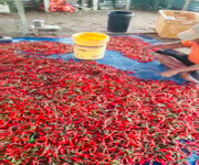 Great Potential Yield Sarawak Bintulu 30 Acres Of Dragon Fruit Farm For Sale 砂劳越民都鲁30 英亩火龙果园出售 image 5