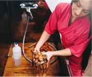 Pet Grooming Salon For Sale  # 5819 image 2