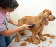 Pet Grooming Salon For Sale  # 5819 image 3