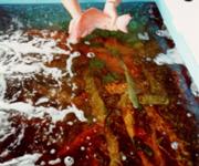 Seizing Global Opportunities in the Seafood Industry image 4