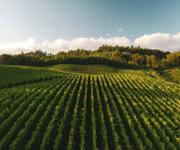 Online Organic Grocery Market image 4