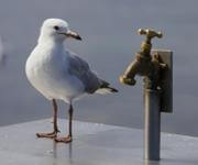 Thriving Plumbing & Trades Business for Sale: Gold Coast image 6