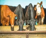 MASSIVE PRICE DROP Retail Produce & Farm/Rural Supplies, Under Management, Mid-North Coast image 2